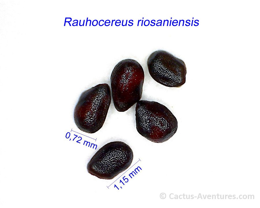 Rauhocereus riosaniensis HF